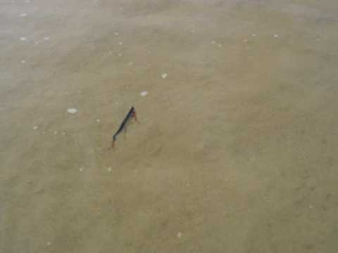 Popkey IMA4 - Pedro Russo / Carlos Fazenda / Pedro Narciso