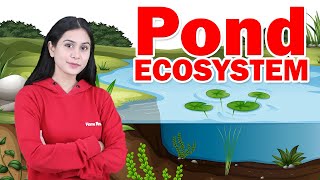 Pond Ecosystem | Freshwater ecosystem | Biology | Class 8 ICSE | Home Revise