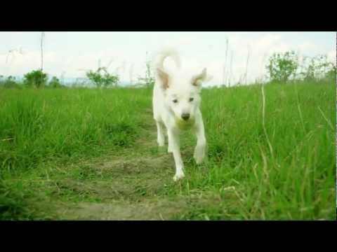 Pes v núdzi - videospot