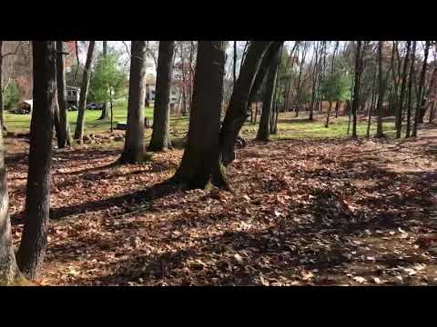 Doing a little leaf blowing on the trails with the Suzuki Quad Racer 250