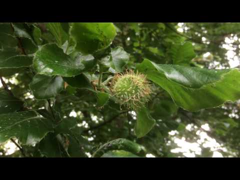 Common Beech (Fagus sylvatica) -  young fruit - June 2017
