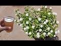 How To Get Lots Of Flowers On Mogra Jasmine Plant Mogra Growing Tips Fertilizer For Mogra
