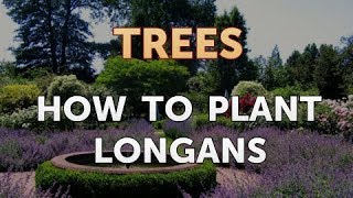 How to Plant Longans