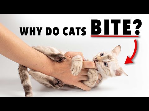 Why Does My Cat Bite During Play Time?