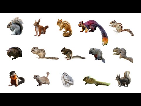 Types Of Squirrels | Learn Types Of Squirrels In English Language 🐿️