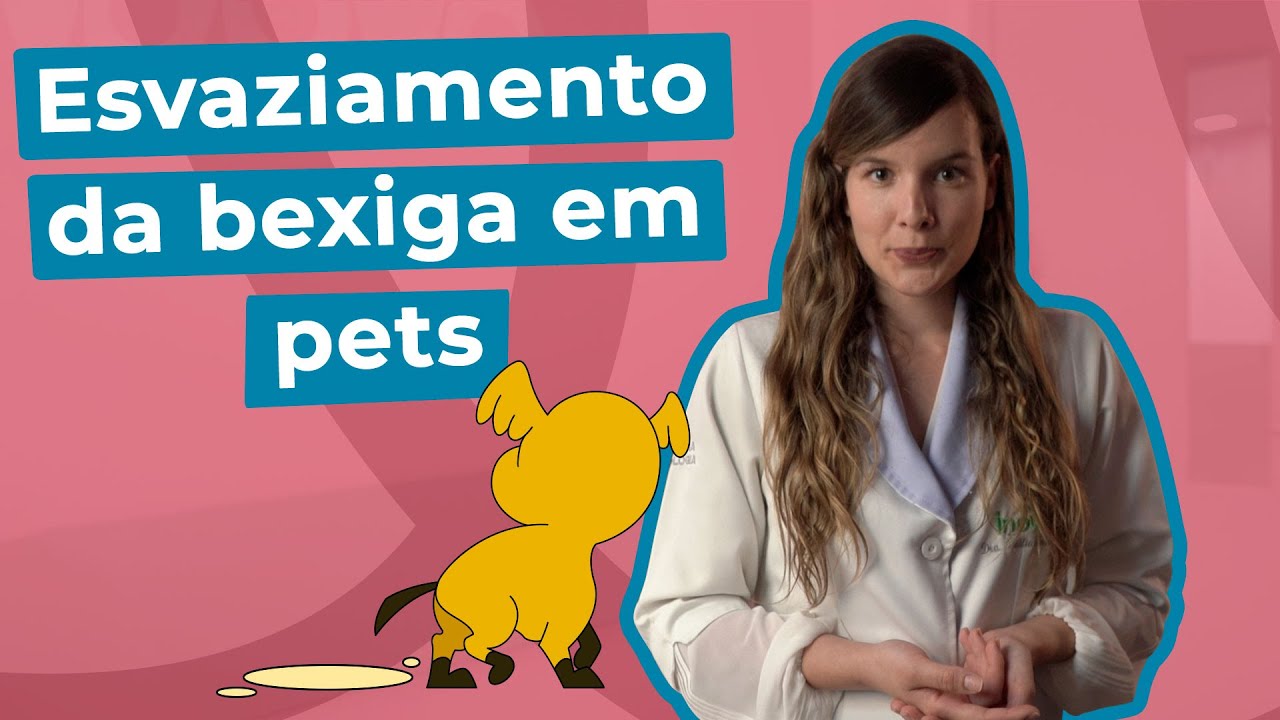 Esvaziamento da Bexiga em Pets (cães e gatos) Paralisados | Inova Hospital Veterinário