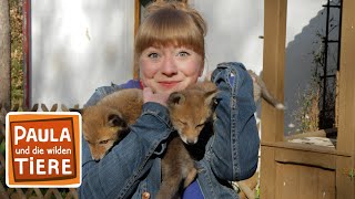 Download lagu Wie schlau ist der Fuchs? | Reportage für Kinder | Paula und die wilden Tiere mp3