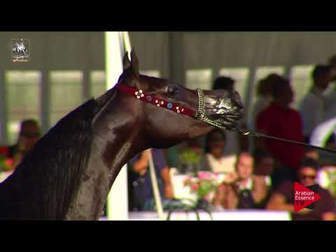 N.53 QS LEVANTE - 2017 Italian Nationals - 3 Years Old Colts (Class 6)