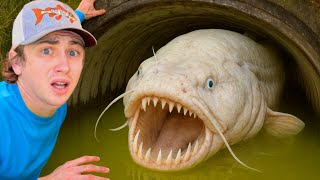 I Found a Hidden Tunnel FILLED with Rare Fish…