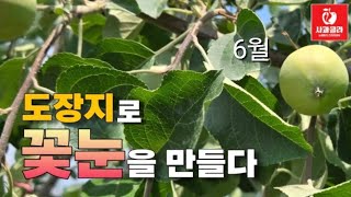 [사과재배] 도장지로 꽃눈을 만들다/엽면시비용 인산가리/꽃눈 형성과 착색 준비/2025.6.10