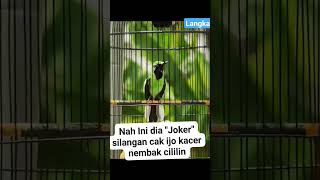 Download lagu silangan cucak ijo X kacer 😱 mp3 Download lagu silangan cucak ijo X kacer 😱 mp3