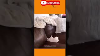 So Funny puppy you laugh instantly || #Shorts