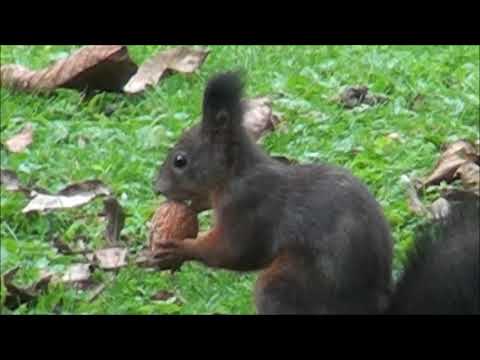 Silvio - Samoni  Die Blätter sind gefallen