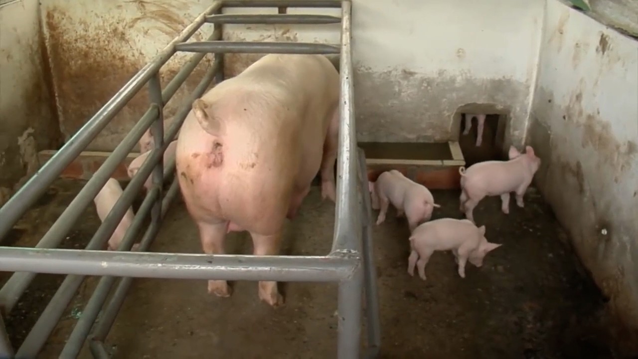 FINCA AUTOSOSTENIBLE   QUIMBAYA   QUINDÍO