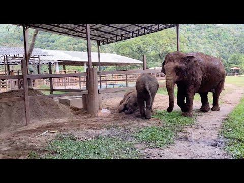 Baby Elephant Leaving The Tire Behind And Rushed To Comfort Her Friend - ElephantNews