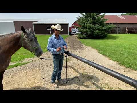 YouTube video about: How to tie horse to hitching post?