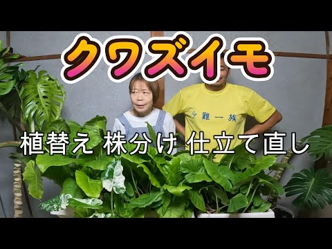 クワズイモの外装メンテナンス 植え替えの最適な時期はいつですか