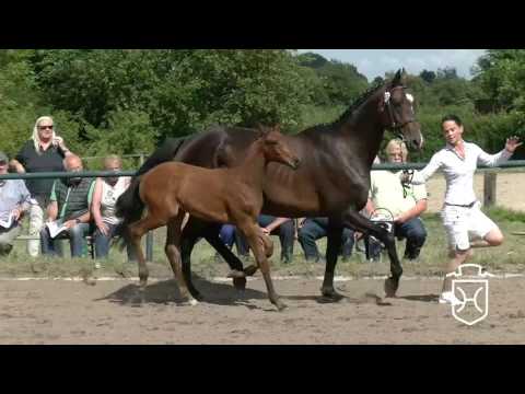 ODRZ036CH Hengstfohlen von Zack - Aljano - Heraldik xx