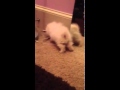 Cloe S First Day Home