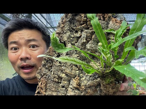 園芸 コルク樫、コルシエ、スーリエ、スーベ、シオール