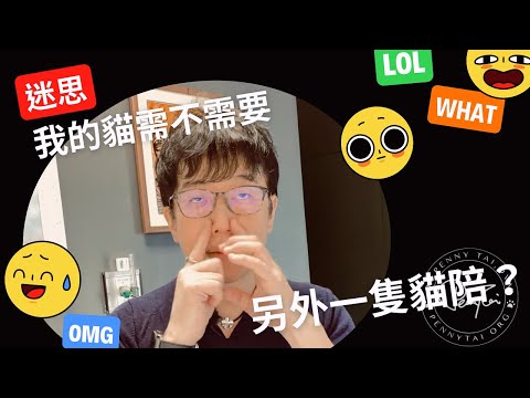 貓咪要養幾隻