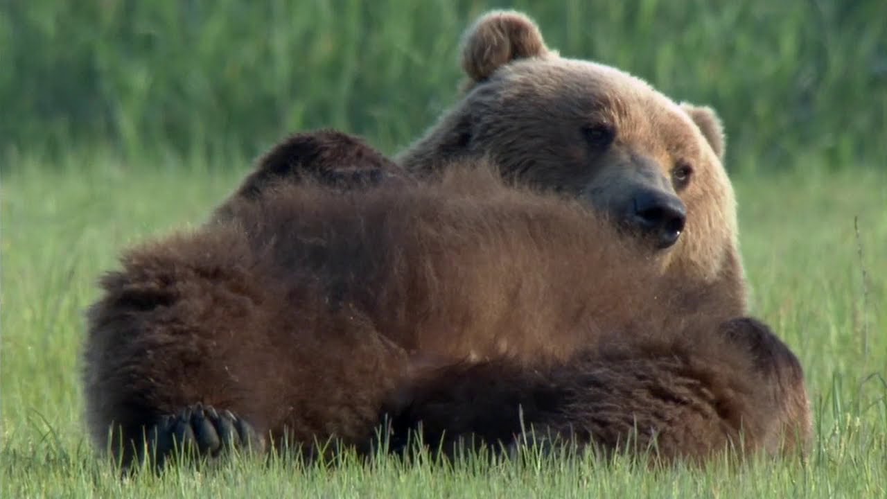 BBC Natures Great Events 2of6 The Great Salmon Run