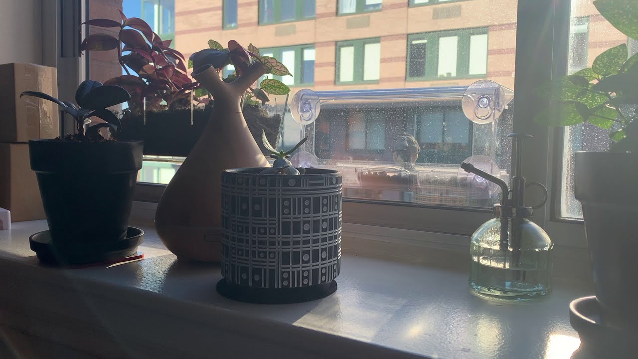 Bird feeder in the city | the easiest pet ever