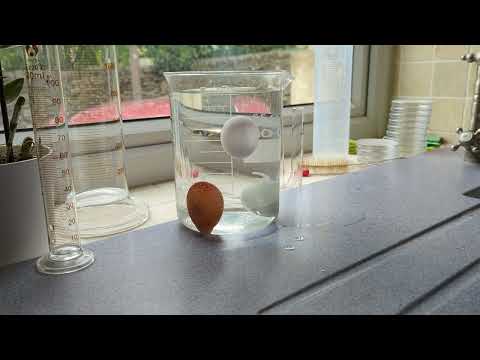 the egg freshness test in action