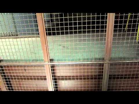 Everyone's Favorite High Speed Schindler Freight Elevator