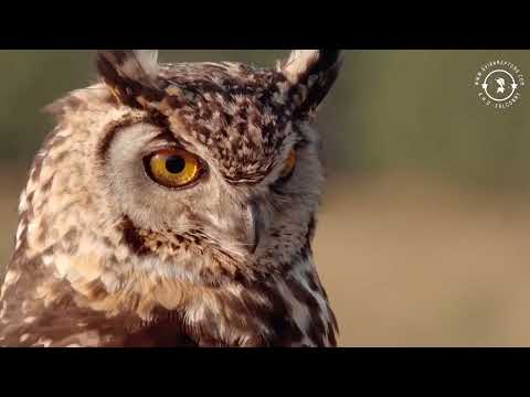 Bubo capensis hlas