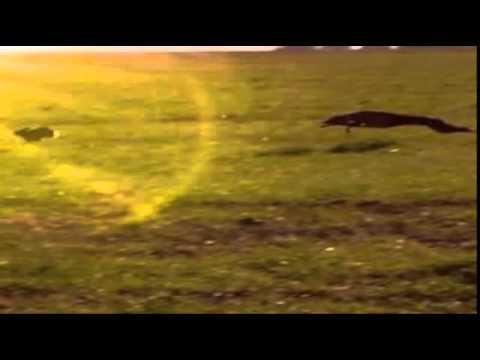 ese es un hombre campero raul ojeda