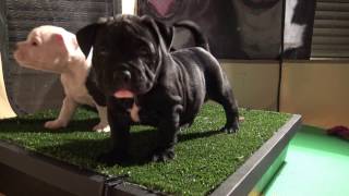 American Pocket Bully&#39;s  Frostbite &amp; Pepper Litter 7 Weeks Old Edited