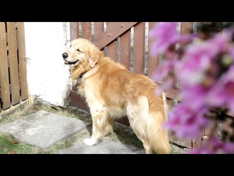 Como o seu pet vai reagir ao pós-pandemia?