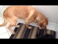Dog Puts Itself In Time Out
