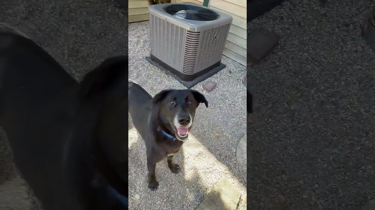 Enlarge Star, a ADOPTABLE mixed breed in Aurora, IL video 4/4