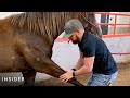 How A Horse Chiropractor Does Adjustments