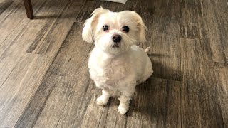 Stitch Removal Vlog - Charlie the dog