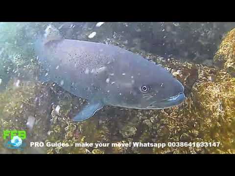 Hucho fishing slovenia - Challenger watching ya!