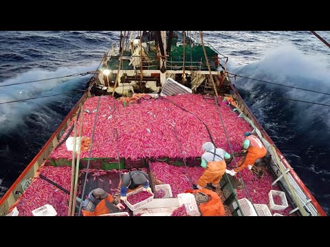 Everyone  Should watch this Fishermen's video. Catch & Processing Hundreds Tons Shrimp On The Vessel