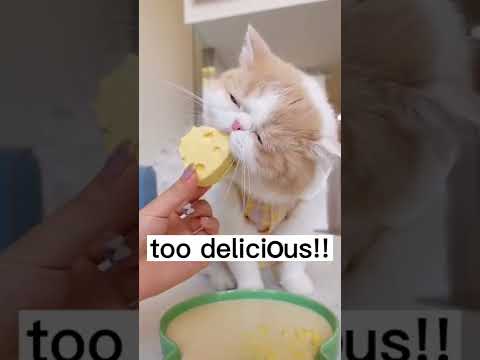 can cats eat cheese ?#cat #pet #cheese cheesecat #catbrother #catlover #catlife #fyp #viral #explore