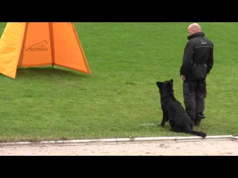 Henriette vom luberg FCI IPO NM 2012