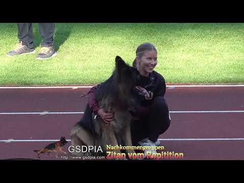 Zitan vom Repitition(Nachkommengruppen)