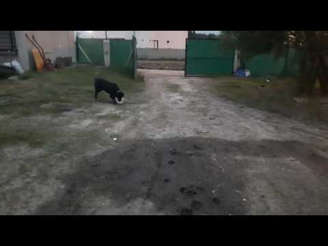 El negro Sam jugando