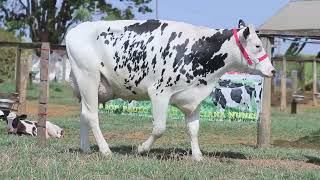 LOTE 18   694