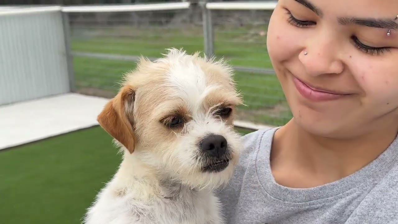 Enlarge Pooka, an adopted mixed breed in San Antonio, TX video 5/5