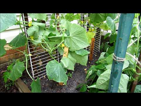 Garden Cucumber Care: Epsom Salts Recipe, Trellising, Feeding, Peppermint Spray, Diseases & Insects