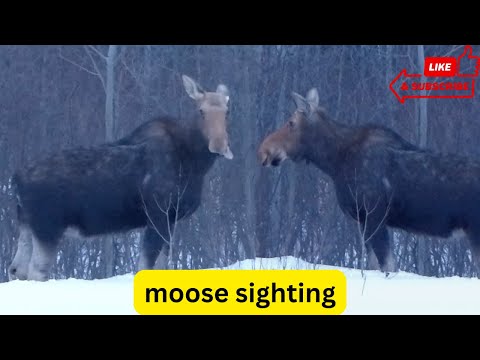 Unbelievable MOOSE Sighting! Is This a Bull or a Cow? #moose