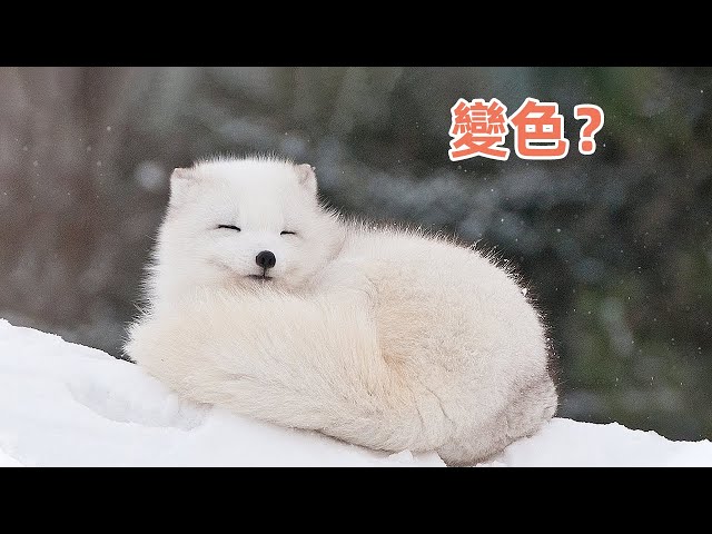 Video pronuncia di 会 in Cinese