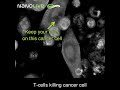 Label Free Live Cell Imaging T Cells Killing Cancer Cells Zoomed In