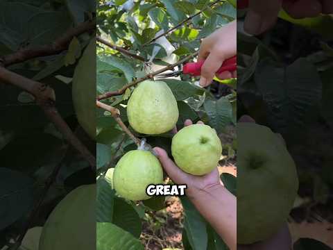 This Trick Doubles Guava Farming 🤯